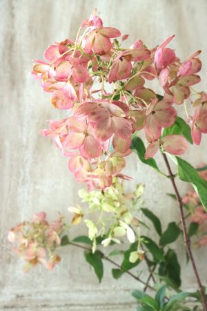 画像5: ノリウツギ "リトルロジー"  15cmポット