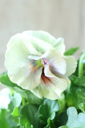 画像1: ビオラ "アイクルール" No.19