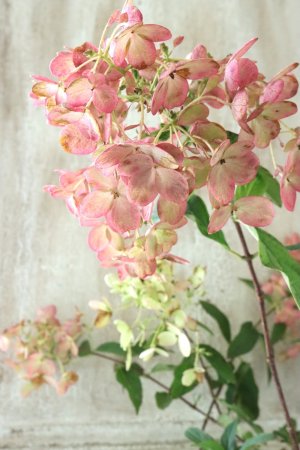 画像7: ノリウツギ "リトルロジー"  15cmポット