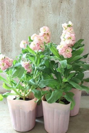 画像8: 八重咲きストック "ベイビー アプリコット" 