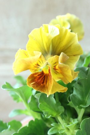 画像3: ビオラ "アイクルール" No.27