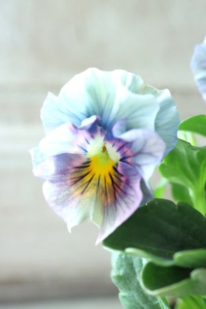 画像2: ビオラ "アイクルール" No.20