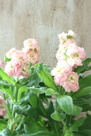 画像3: 八重咲きストック "ベイビー アプリコット" 