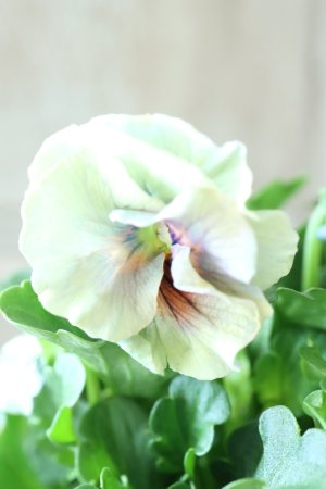 画像2: ビオラ "アイクルール" No.19