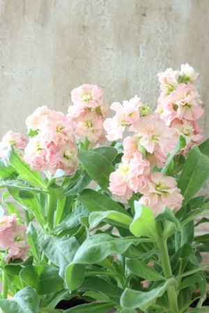 画像1: 八重咲きストック "ベイビー アプリコット" 