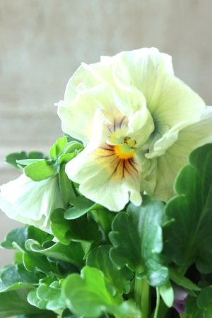 画像3: ビオラ "アイクルール" No.19