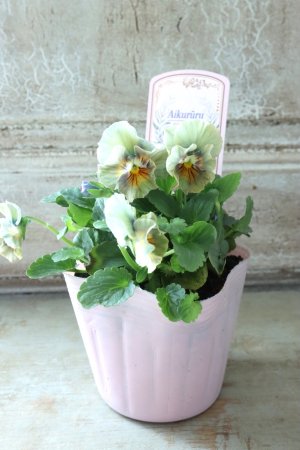 画像7: ビオラ "アイクルール" No.3