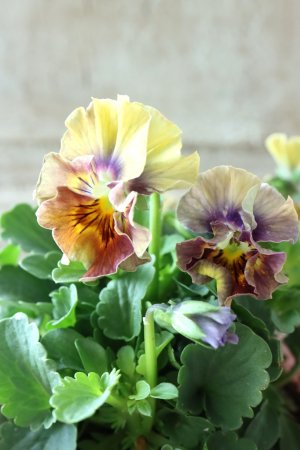 画像2: ビオラ "アイクルール" No.24