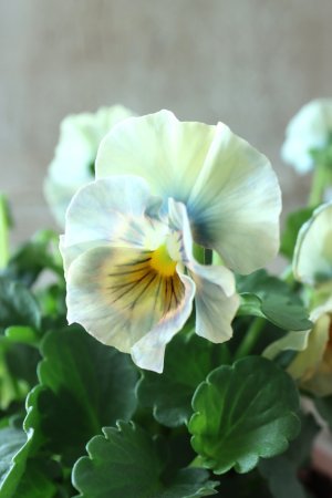 画像2: ビオラ "アイクルール" No.7