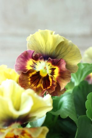 画像1: ビオラ "アイクルール" No.15