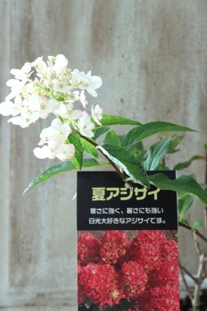 画像16: ノリウツギ "リトルロジー"  15cmポット