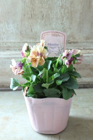 画像4: ビオラ "アイクルール" No.4