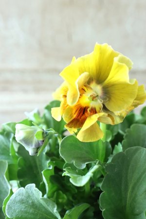 画像1: ビオラ "アイクルール" No.27