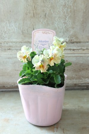 画像5: ビオラ "アイクルール" No.1