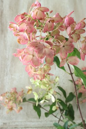 画像8: ノリウツギ "リトルロジー"  15cmポット