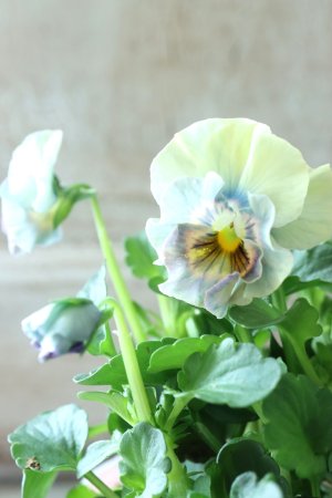 画像3: ビオラ "アイクルール" No.7