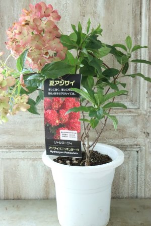 画像9: ノリウツギ "リトルロジー"  15cmポット