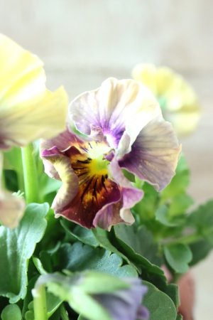 画像4: ビオラ "アイクルール" No.24