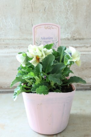 画像5: ビオラ "アイクルール" No.19