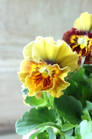 画像3: ビオラ "アイクルール" No.15