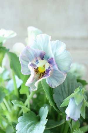 画像2: ビオラ "アイクルール" No.3