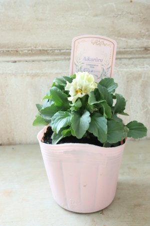 画像5: ビオラ "アイクルール" No.42