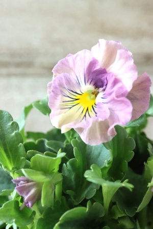 画像3: ビオラ "アイクルール" No.44