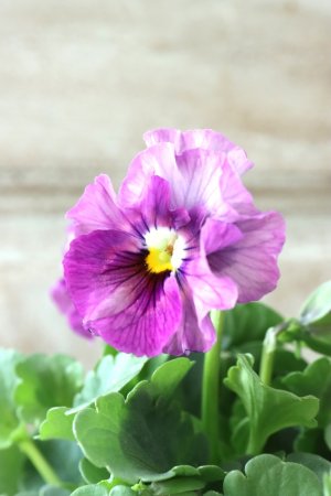 画像2: ビオラ "アイクルール" No.43