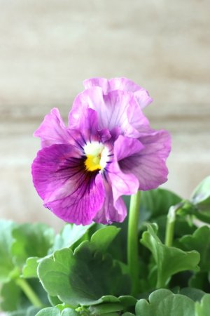 画像1: ビオラ "アイクルール" No.43