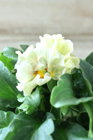 画像3: ビオラ "アイクルール" No.42