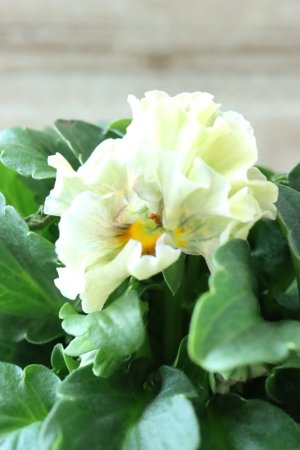 画像1: ビオラ "アイクルール" No.42