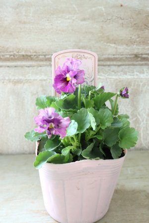 画像4: ビオラ "アイクルール" No.43