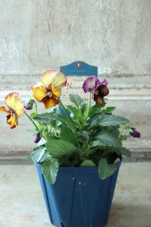 画像4: Nouvelle Vague〜ヌーヴェルヴァーグ〜 No.13