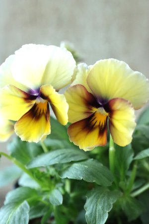 画像1: Nouvelle Vague〜ヌーヴェルヴァーグ〜 No.19