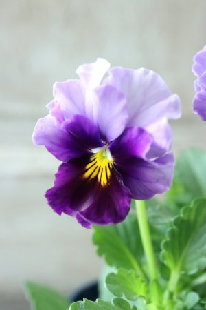 画像1: Nouvelle Vague〜ヌーヴェルヴァーグ〜 No.34