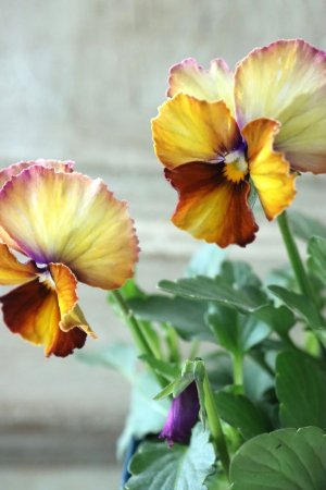 画像3: Nouvelle Vague〜ヌーヴェルヴァーグ〜 No.13