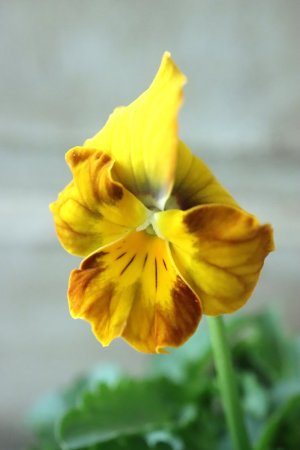 画像2: Nouvelle Vague〜ヌーヴェルヴァーグ〜 No.3