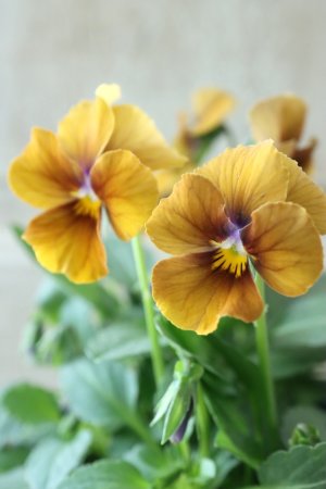 画像1: Nouvelle Vague〜ヌーヴェルヴァーグ〜 No.12