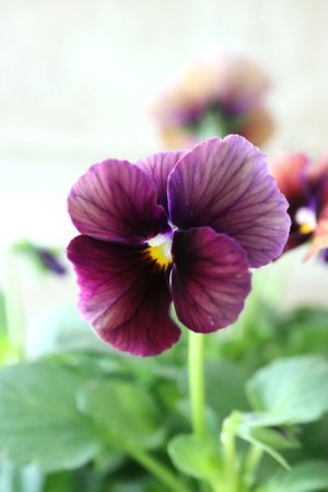 画像4: Nouvelle Vague〜ヌーヴェルヴァーグ〜 No.18