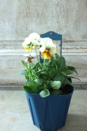 画像5: Nouvelle Vague〜ヌーヴェルヴァーグ〜 No.36