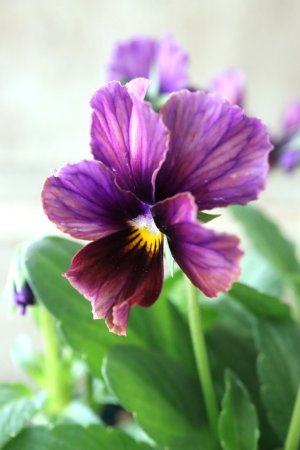 画像2: Nouvelle Vague〜ヌーヴェルヴァーグ〜 No.16