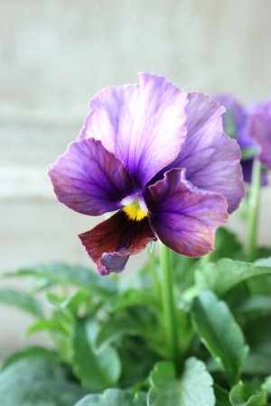 画像3: Nouvelle Vague〜ヌーヴェルヴァーグ〜 No.35