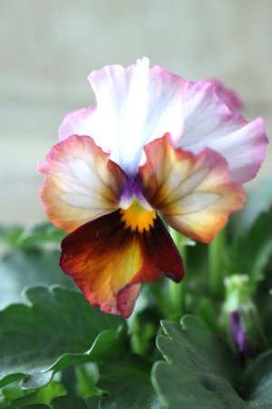 画像3: Nouvelle Vague〜ヌーヴェルヴァーグ〜 No.7