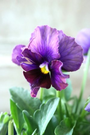 画像1: Nouvelle Vague〜ヌーヴェルヴァーグ〜 No.35