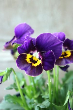 画像4: Nouvelle Vague〜ヌーヴェルヴァーグ〜 No.33