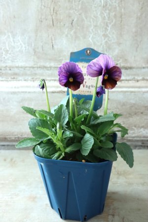 画像5: Nouvelle Vague〜ヌーヴェルヴァーグ〜 No.14