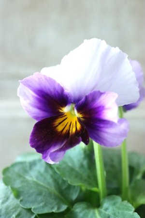 画像3: Nouvelle Vague〜ヌーヴェルヴァーグ〜 No.9