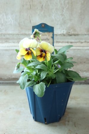 画像5: Nouvelle Vague〜ヌーヴェルヴァーグ〜 No.19