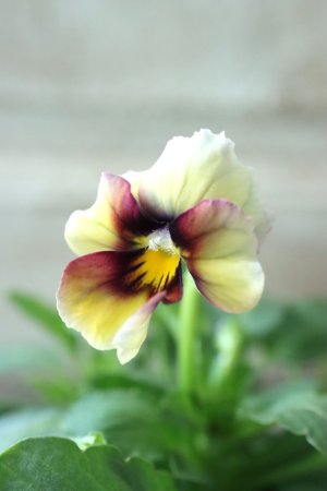 画像3: Nouvelle Vague〜ヌーヴェルヴァーグ〜 No.19