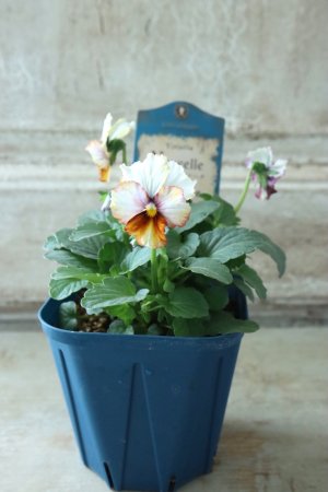 画像5: Nouvelle Vague〜ヌーヴェルヴァーグ〜 No.4